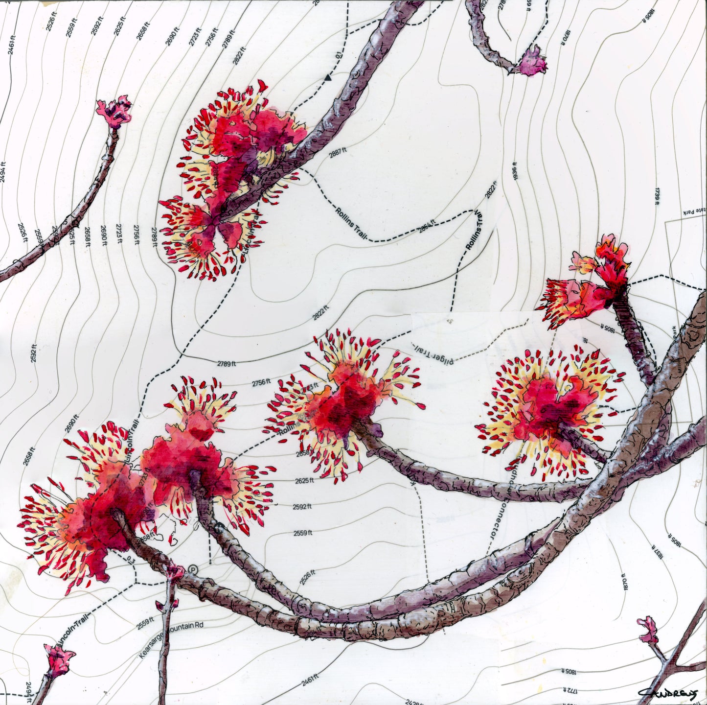 Maple Flowers