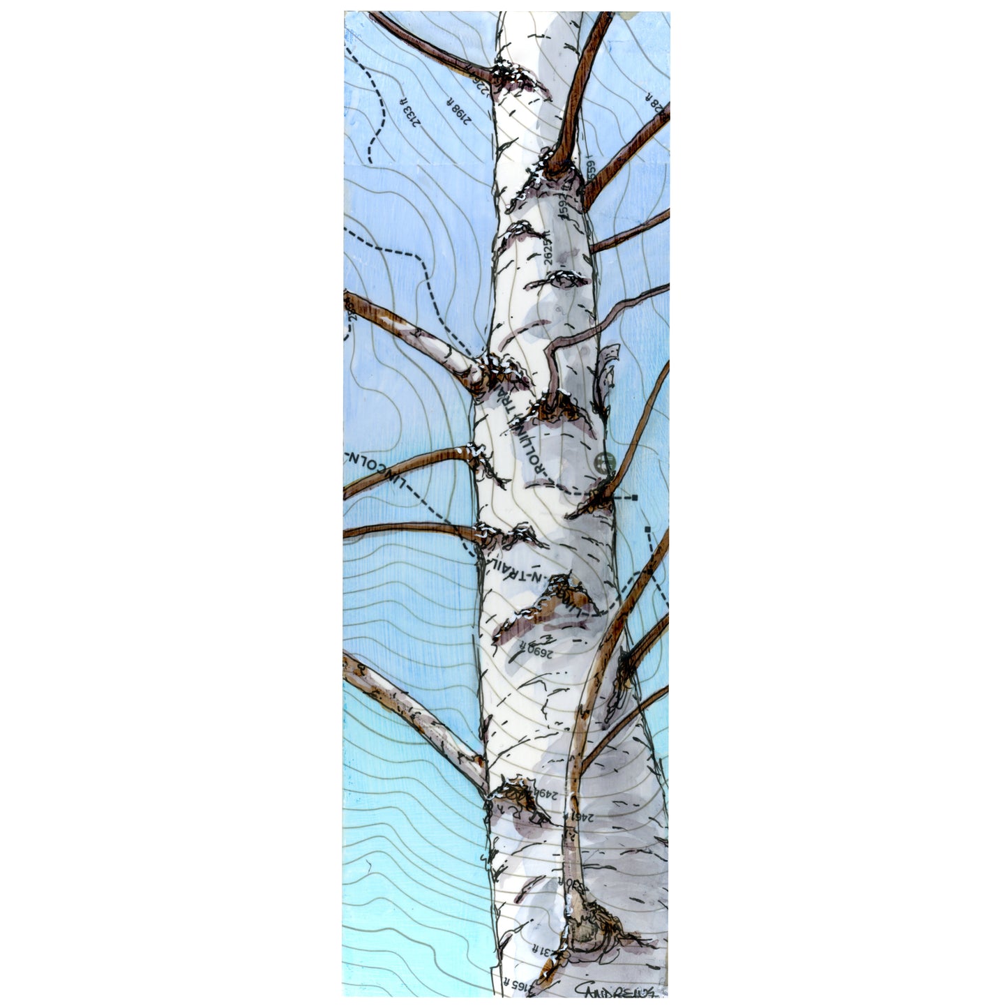 Rollins Birch