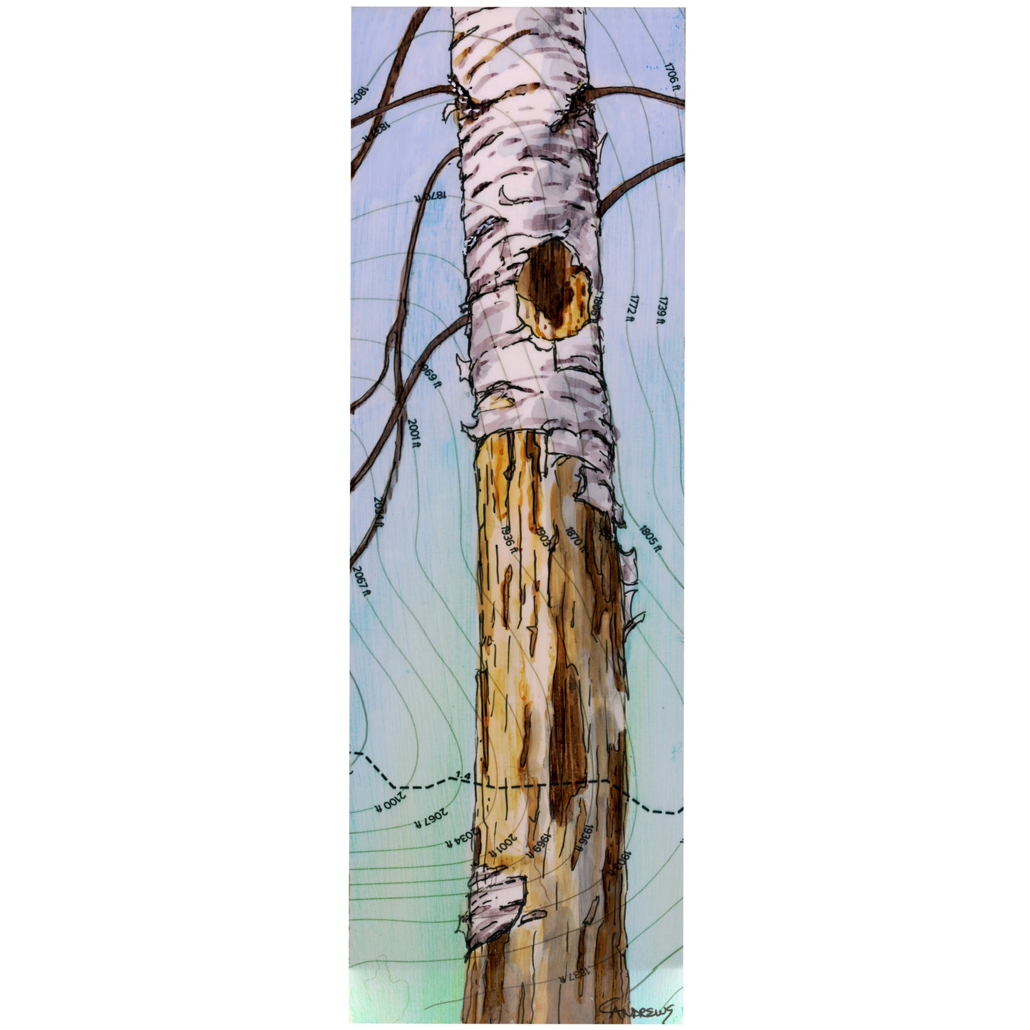 Birch Snag