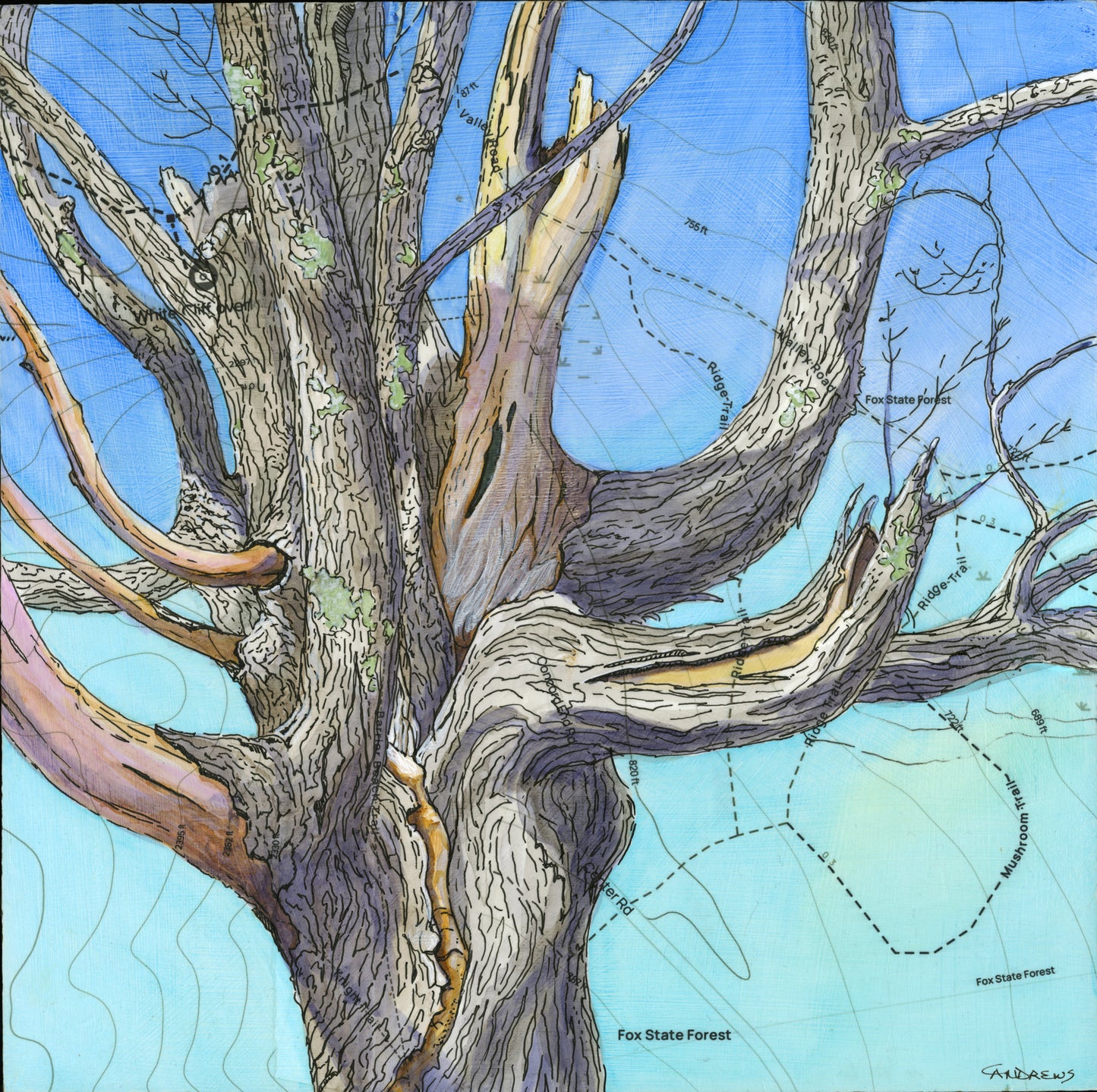 Old Maple