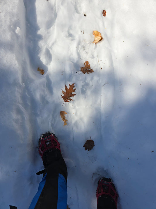 Trail Notes: In Winter, the Forest Floor Disappears