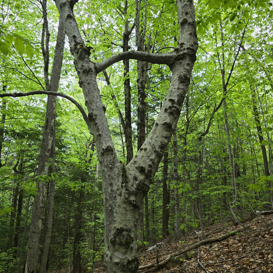 Trail Notes: Inosculation