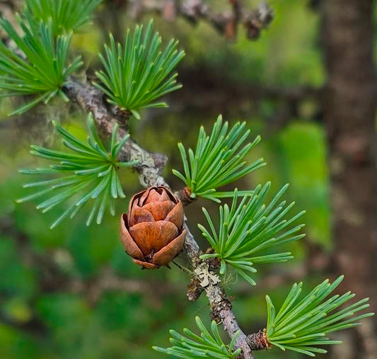 Trail Notes: Tamarack