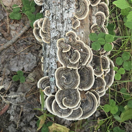 Trail Notes: The Turkey Tail Season