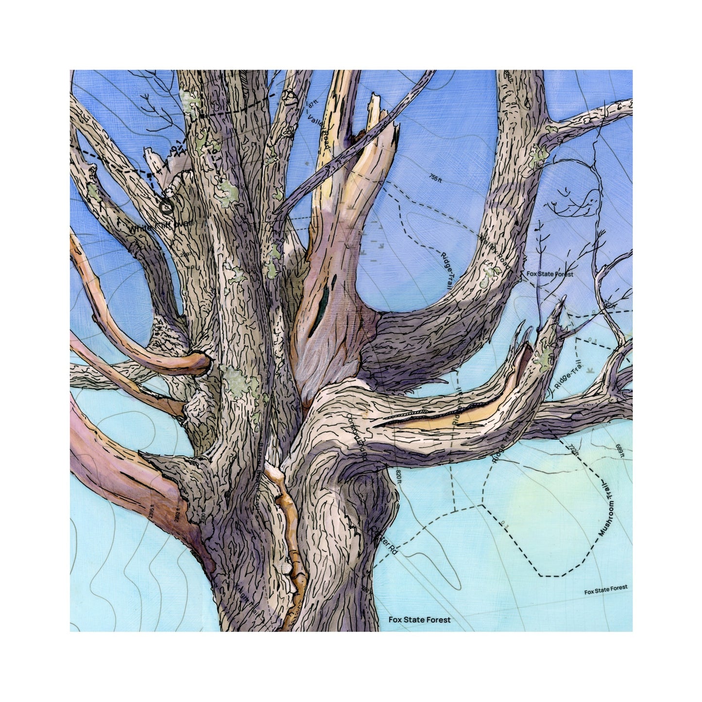 Old Maple Print