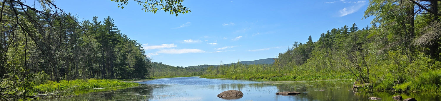 Peaceful lake surrounded by trees on a clear day