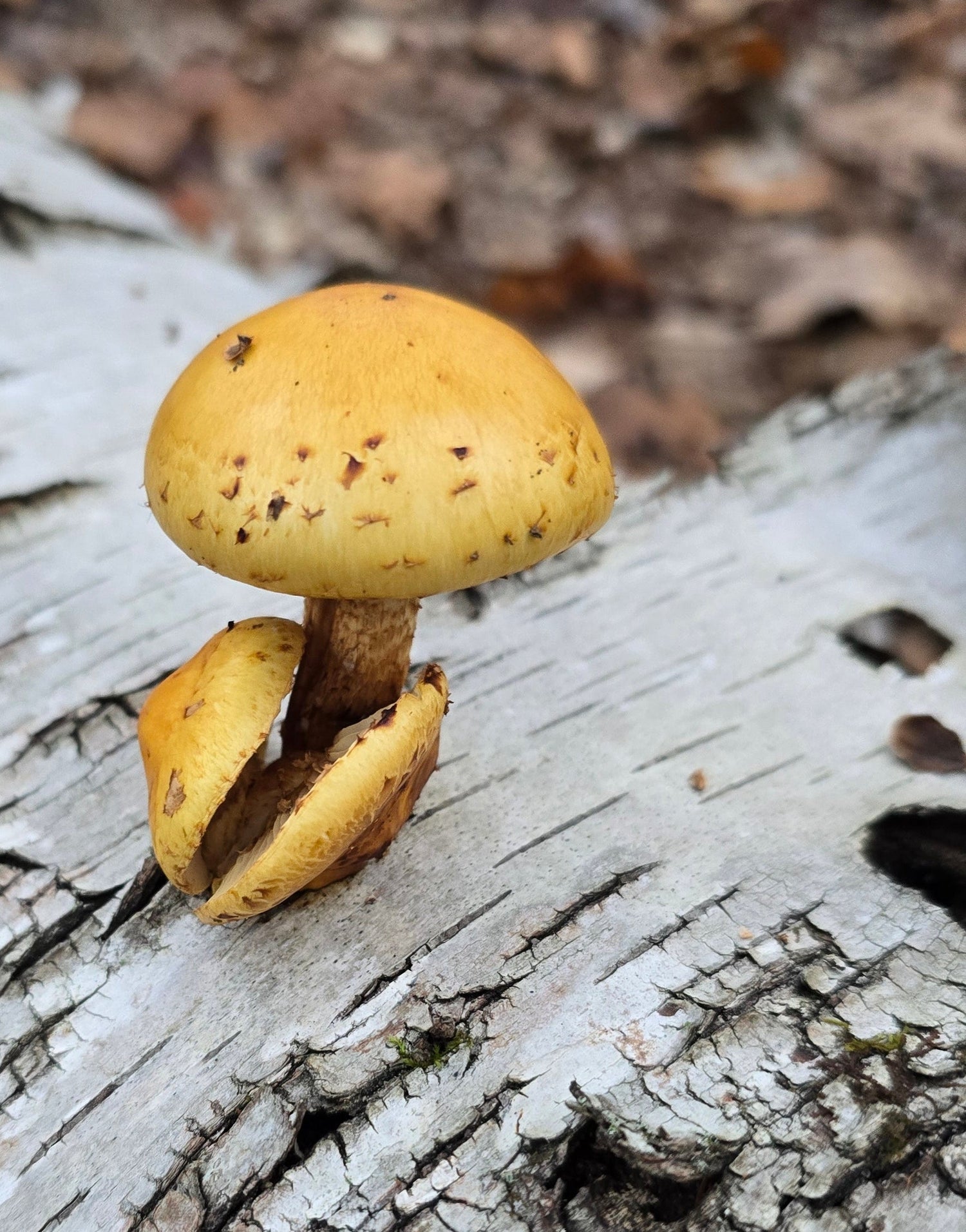 Two yellow mushrooms growing on a textured tree bark background
