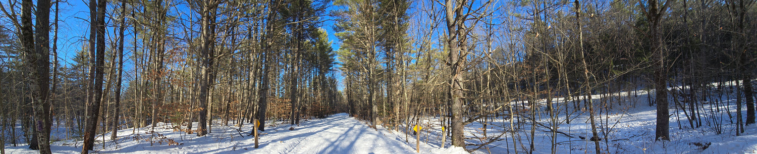 Snowy forest path with trees on either side
