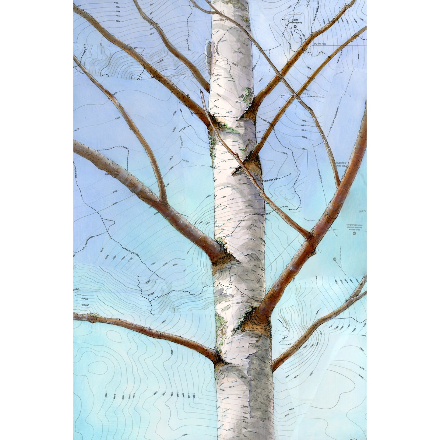 Young Birch